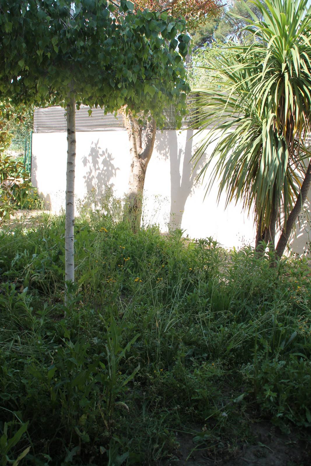 Création d'un jardin en gazon synthétique haut de gamme LUXE 50mm à Cannes