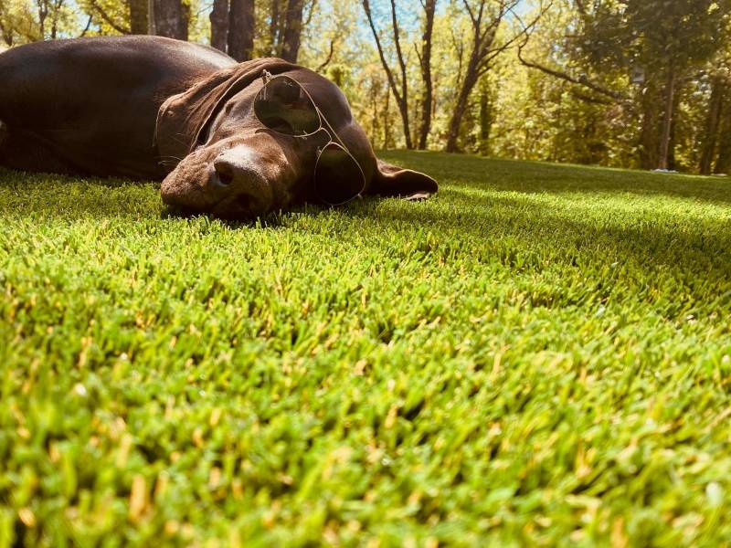 Gazon synthétique et chiens