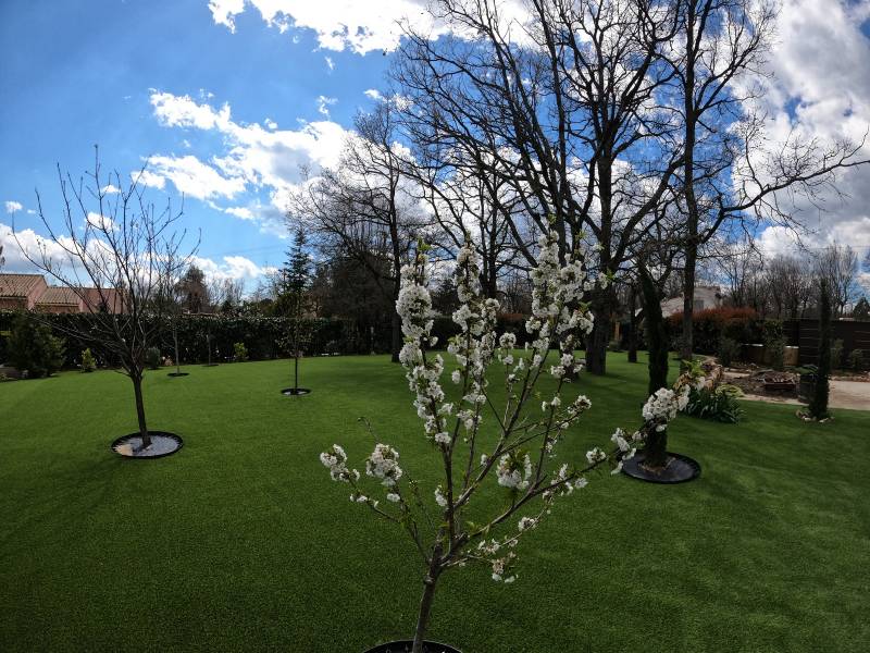 Gazon synthétique AZUR 40 mm installé avec intégration parfaite des oliviers et arbres centenaires