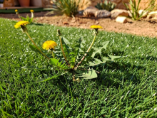 Notre zone d'activité pour ce service Destockage massif de gazon synthétique de qualité