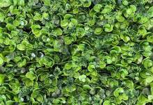 Nos prestations sur le secteur de Mandelieu-la-Napoule