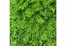 Nos prestations sur le secteur de Mandelieu-la-Napoule